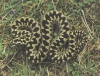How to treat an adder snake bite